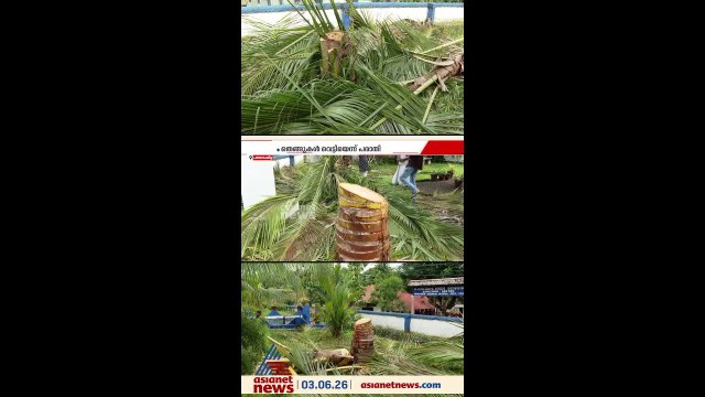 ടച്ച് വെട്ടിൻ്റെ പേരിൽ KSEBയുടെ വെട്ടിനിരത്തൽ, വെട്ടിയത് വീട്ടുവളപ്പിലെ തെങ്ങുകൾ
