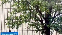 Un nouveau dispositif sécuritaire dans cette gare du Val-d'Oise