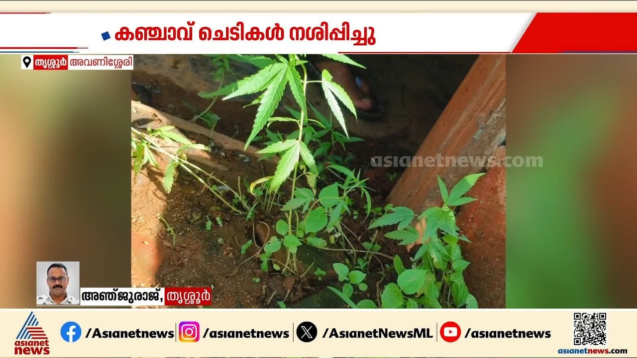 തൃശൂരിൽ പത്തൊമ്പതുകാരന്റെ വീട്ടിൽ നിന്ന് 13 കഞ്ചാവ് ചെടികൾ കണ്ടെത്തി നശിപ്പിച്ചു