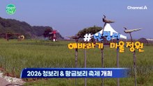 초록빛 힐링, 강화 청보리 축제 현장!