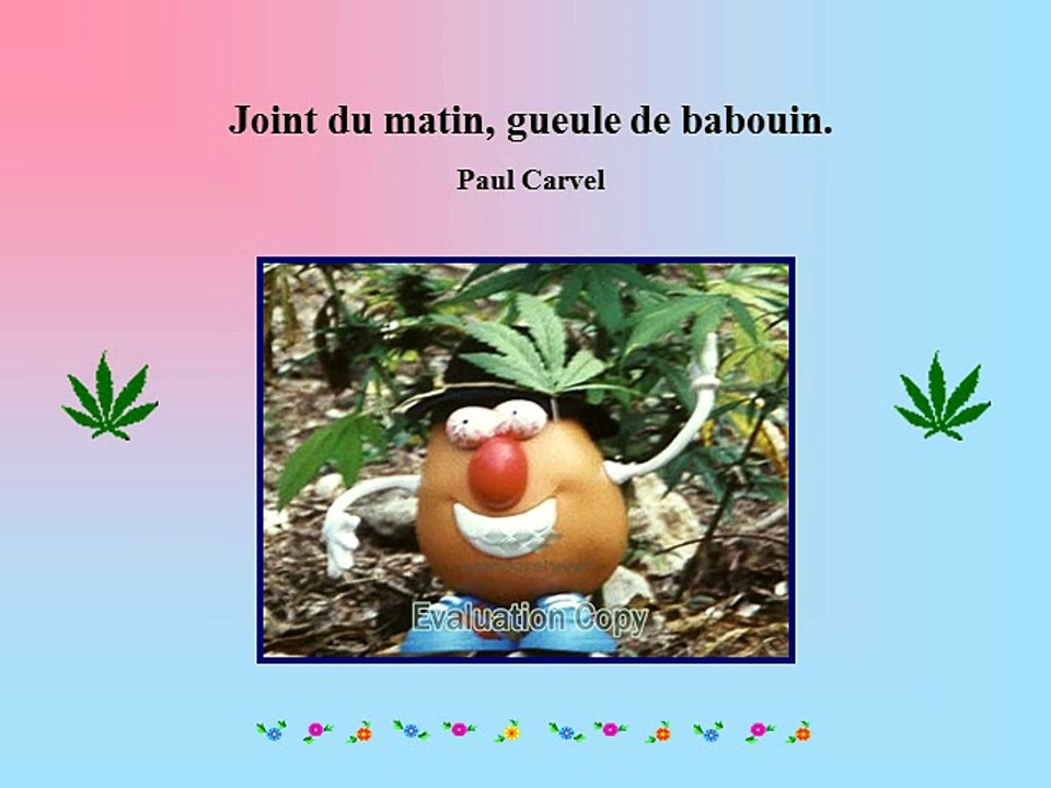 LA DROGUE EST UNE CALAMITE