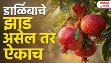 Pomegranate Tree Vastu Benefits | डाळिंबाचं झाड आणि सुख-समृद्धी | Dalimb Tree Benefits