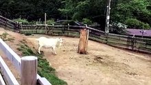 A Goat Bumps a Log and Chases Other Goats Away