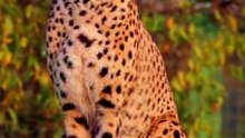 Mengenal Cheetah, Hewan Darat Tercepat di Bumi