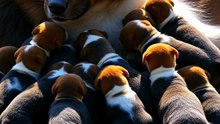 This Gentle Giant's Secret Parenting Skill