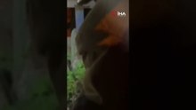 Evin bahçesine giren 1 buçuk metrelik yılan böyle yakalandı!