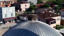 Anne leyleğin yürek ısıtan hali! Yavrularını kanatlarıyla güneşten böyle korudu