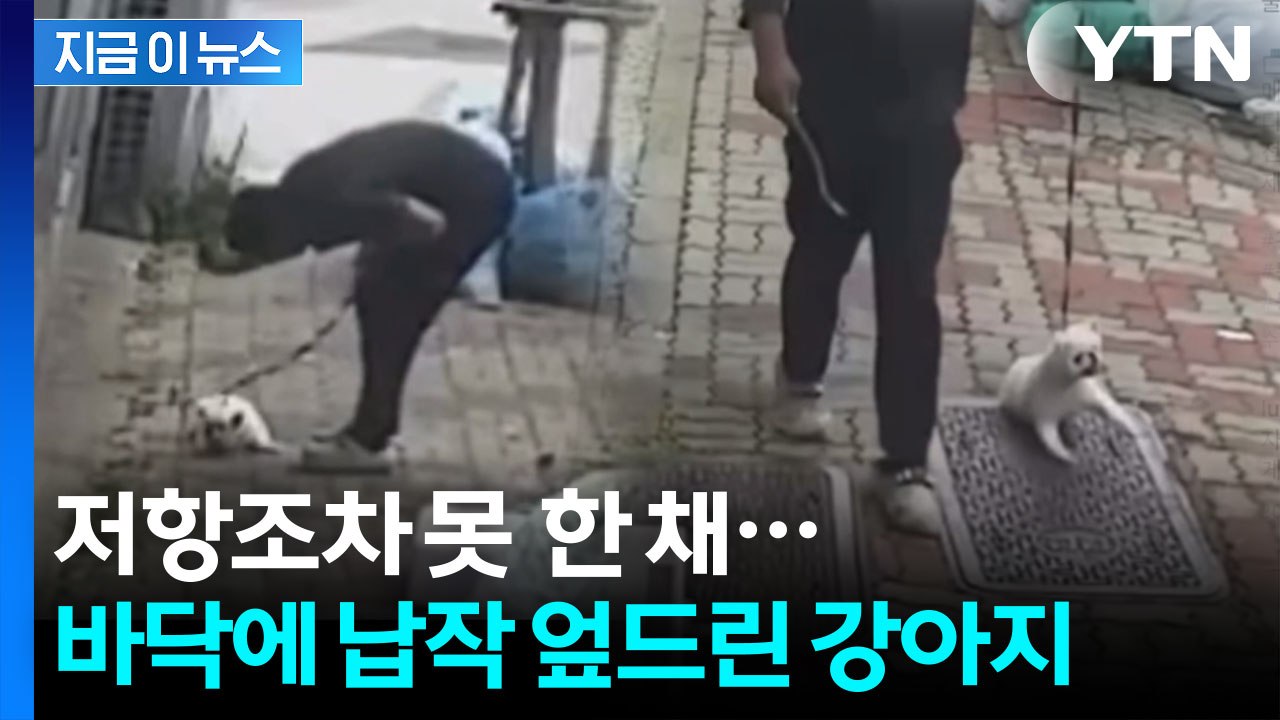 힘없이 끌려가던 강아지...학대 의혹 영상에 '공분' [지금이뉴스] / YTN