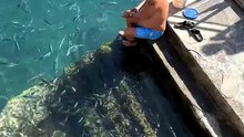 Il nourrit une raie et c'est adorable