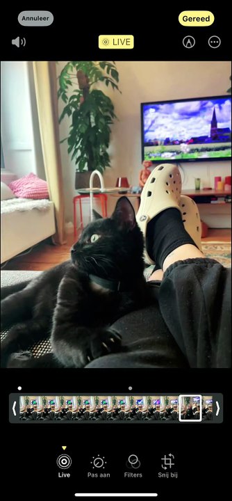 Ce chat reprend en Live Photo le chant fou de System of a Down