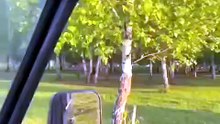 Il découvre un poulain coincé dans un arbre