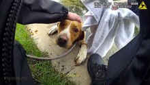 Un policier sauve un chien tombé dans un lac sur un terrain de golf