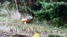 Ce renard se venge des ramasseurs de champignons