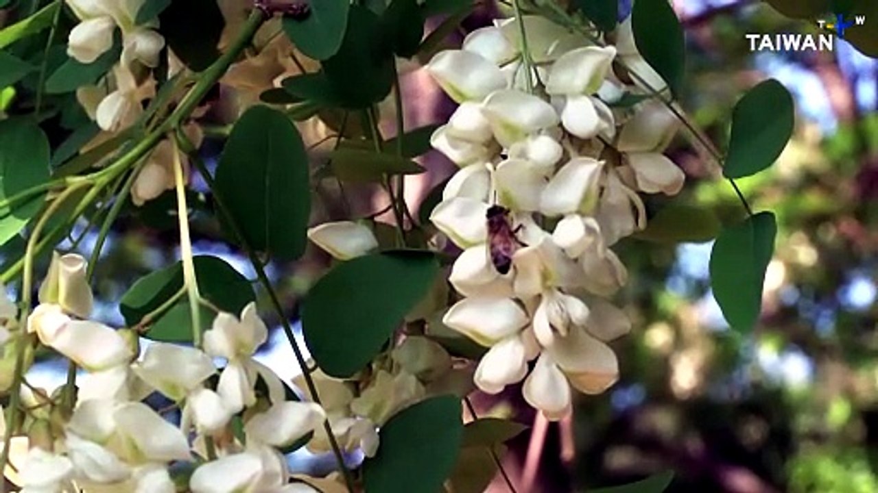 South Korean Beekeepers Struggle With Climate Change