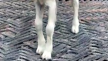 Pets Life #petslife #Viral #Funny #beauty