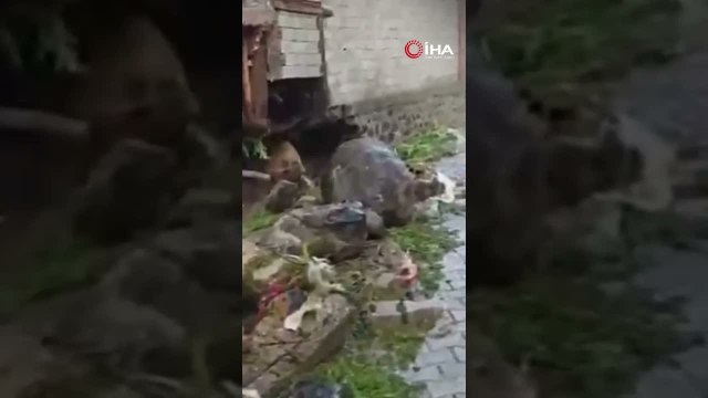 Bolu'da Sağanak Felaketi: Dere Taştı, Ahırlar Sular Altında Kaldı