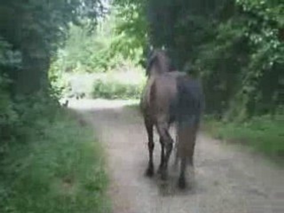 Ramsès balade en lib