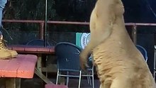 Australian kangaroo