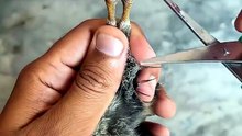 How to Clip Chicken Feathers Without Pain ✨ #aseel #cute #animals