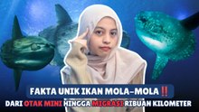 ​Fakta Unik Ikan Mola-Mola: Dari Otak Mini hingga Migrasi Ribuan Kilometer-Serius Ini Hewan?