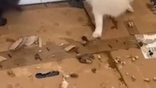 Rescatan 300 animales maltratados en un criadero de Málaga y detienen a dos personas