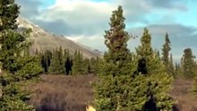 El alce: el gigante silencioso