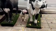 This is Copo. He's obsessed with this cow statue, his new best friend. 13/10