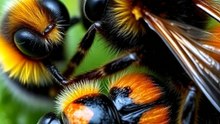 This Beetle Fakes Being a Bee