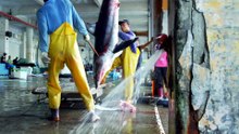 A Sharks Tale @ Blue Planet Revisited