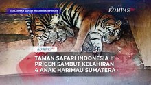 Kabar Gembira! Taman Safari Indonesia II Prigen Sambut Kelahiran 4 Anak Harimau Sumatera