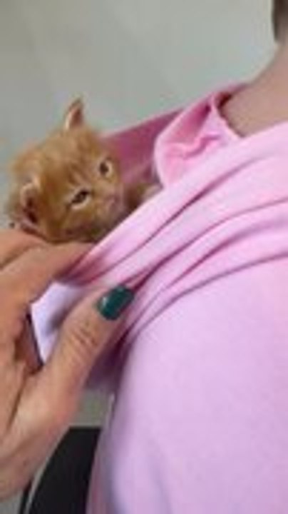 Rescued Kitten Sits Inside Kid's Hoodie During Vet Appointment