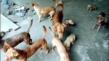 CRUELDADE: Polícia resgata treze cães vivendo entre fezes e urina em imóvel de Feira de Santana