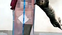 #funny #cat #shortsfeed #cute
