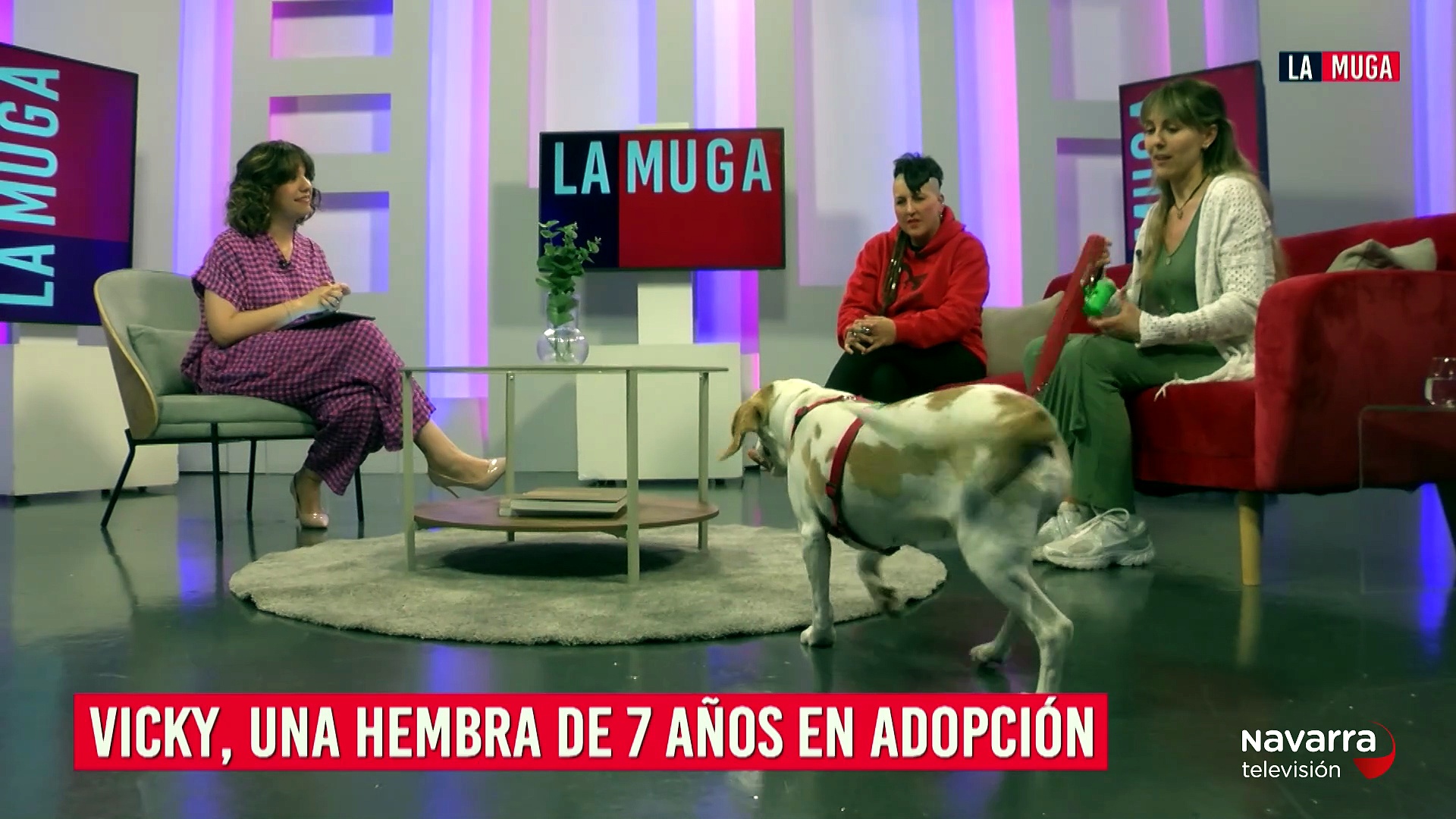 Adoptamos a Vicky, una perrita ciega de 7 años pero muy sociable y cariñosa