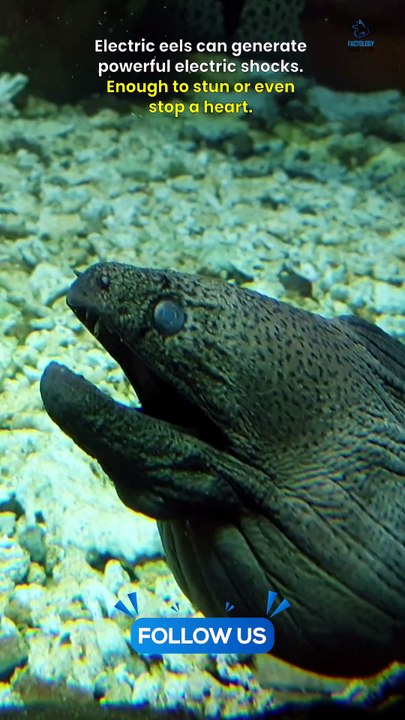 Animals That Attack Without Warning