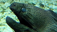 Animals That Attack Without Warning