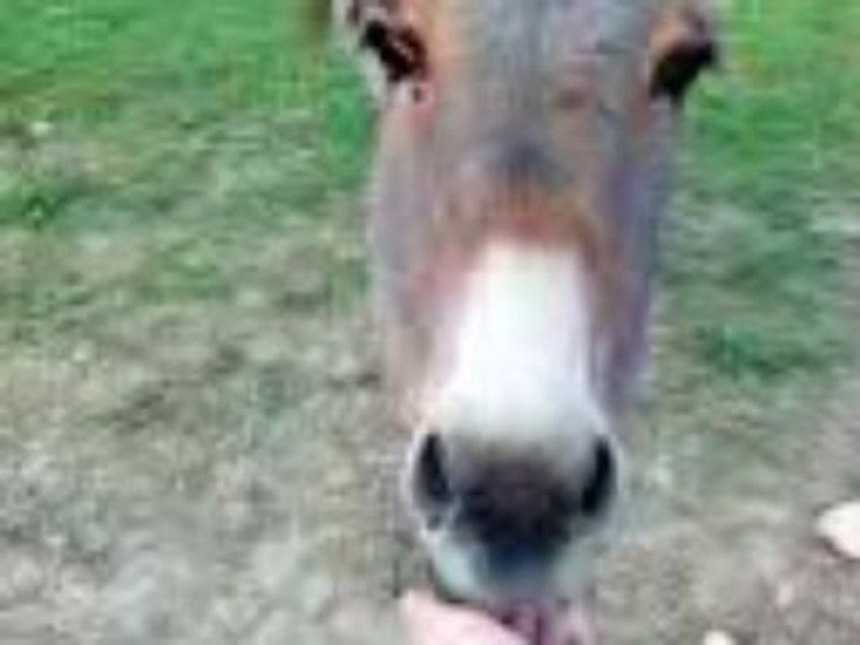 Mascotte