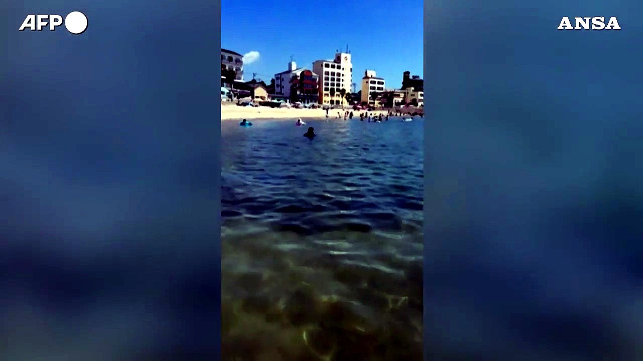 Giappone, pinguino fuggitivo ritrovato in spiaggia dopo due settimane
