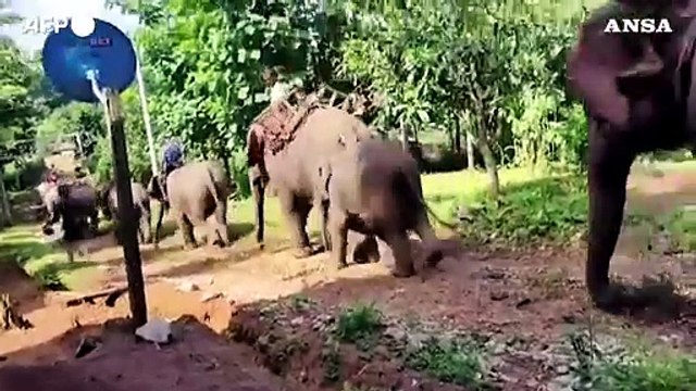 Birmania, la guerriglia anti-Giunta militare arruola 138 elefanti