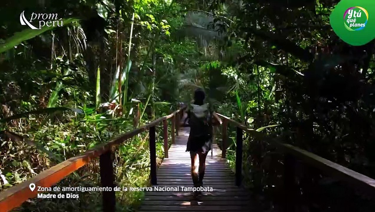 Vivelo en la Selva Panamericana