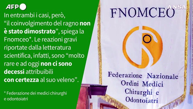Ansa VERIFIED - Il ragno violino puo' uccidere con il suo morso?