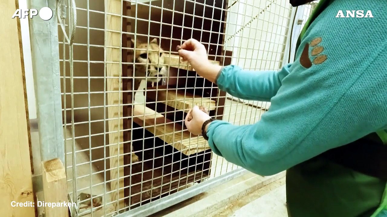 Norvegia, quattro cuccioli di ghepardo nati nello zoo di Kristiansand