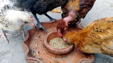 Chick's 🐥🐣🐣🐥🐣 Having Food | ASMR for Mind Relaxing