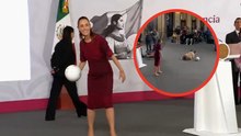 Claudia Sheinbaum regala balones en La Mañanera y reportera cae frente a todos por conseguirlo