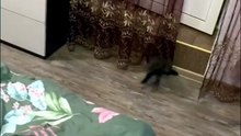Cute Marten Dancing All Around the Bed | Adorable Marten Moments #reels