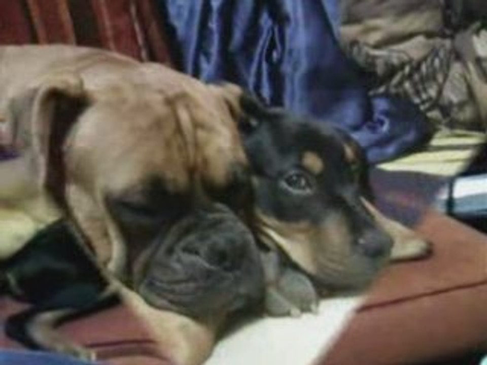 Un_moment_de_vie_d'une_vie_de_chien_