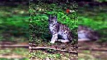 Kastamonu'da vaşak görüntülendi