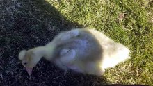 Fuzzy lawn mowers are the best lawn mowers. This one's more of a weed eater though. | #SparklegleamFarm #Lemongrab #farm #goose #farmanimals #soft #cute
