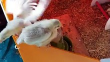 One of the chicks had second thoughts about participating in the jailbreak. | #SparklegleamFarm #Chicken #farm #farmanimals #cute