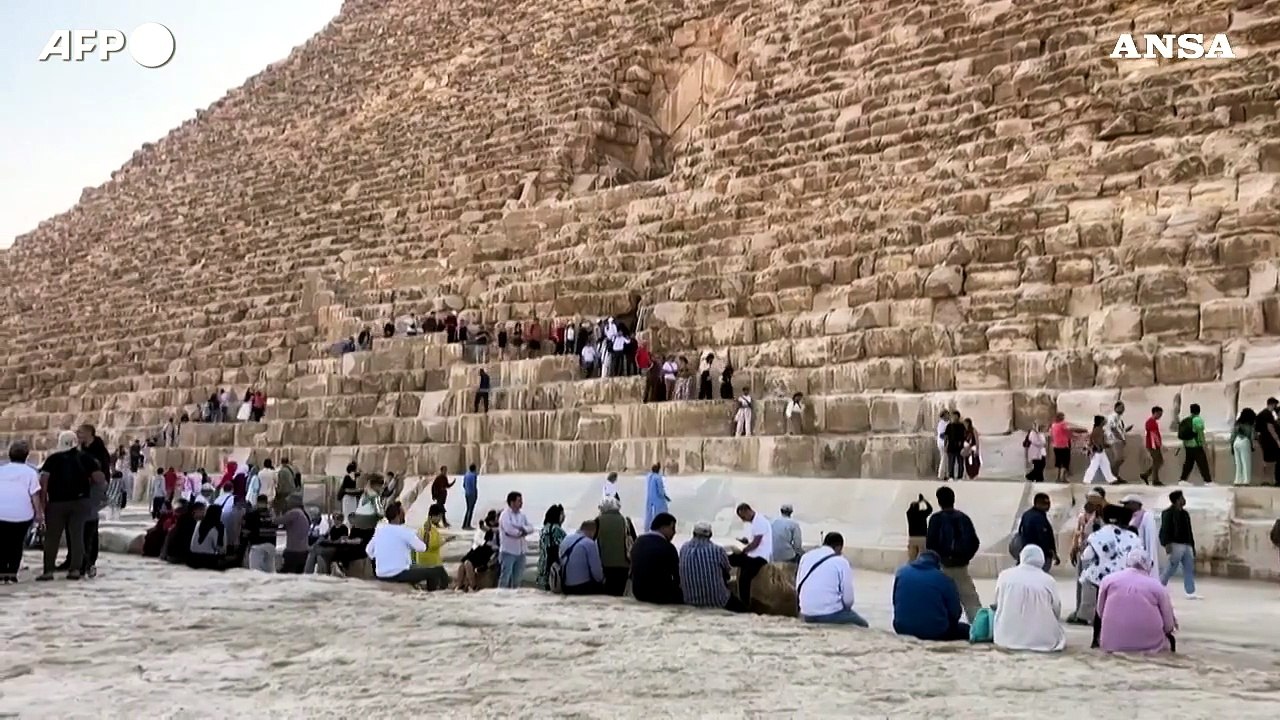 I cani randagi di Giza diventano un'attrazione per turisti
